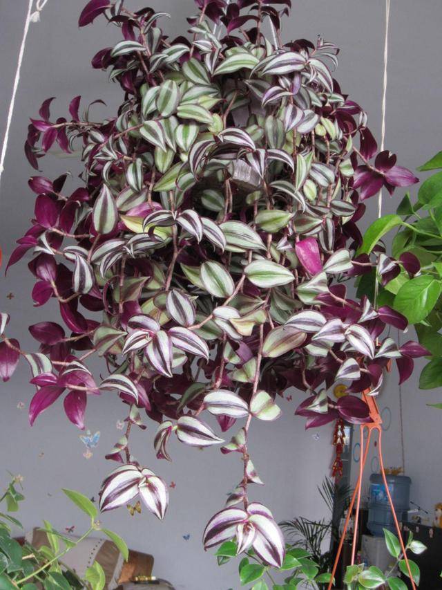 18种寓意好的花,18种花图片大全