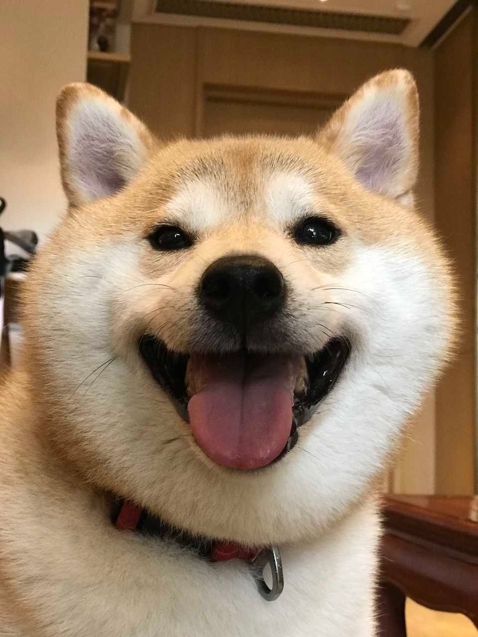 柴犬和博美狗哪个好看哪个好养,金毛哈士奇柴犬哪个好养