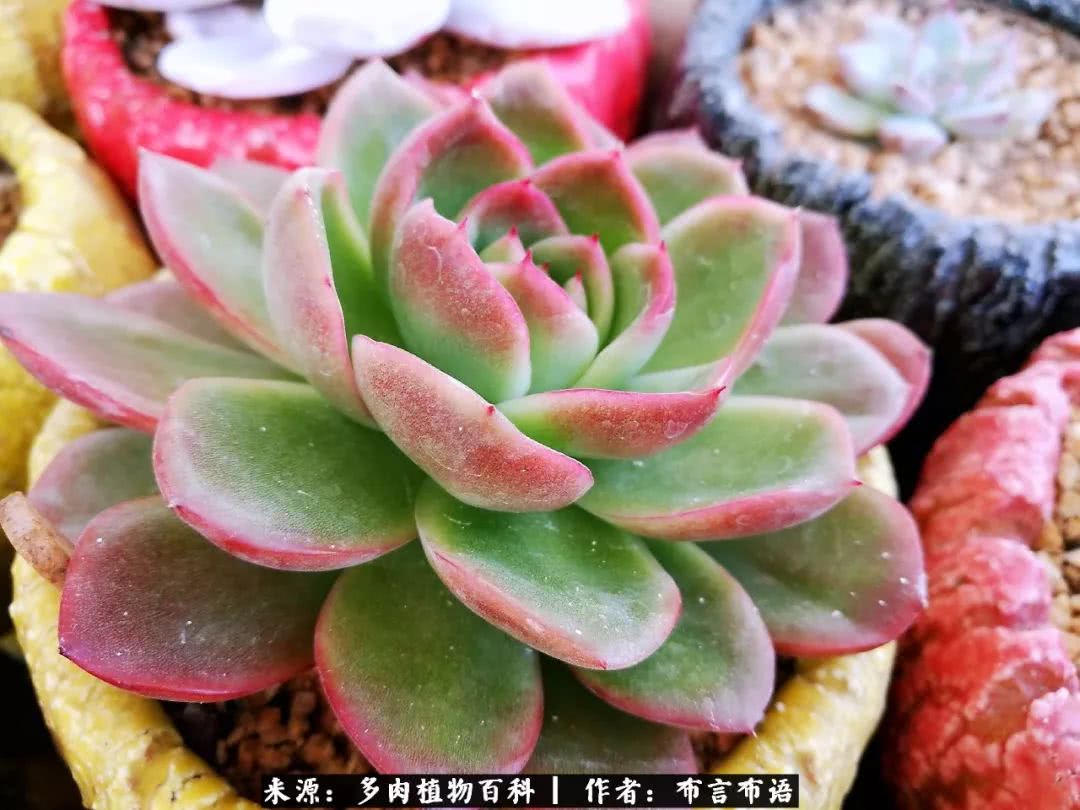 多肉的真实生活感悟,多肉的生活感悟