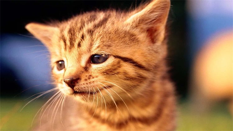 猫咪新手适合养哪个品种的猫,猫咪攻略新手小白养猫指南