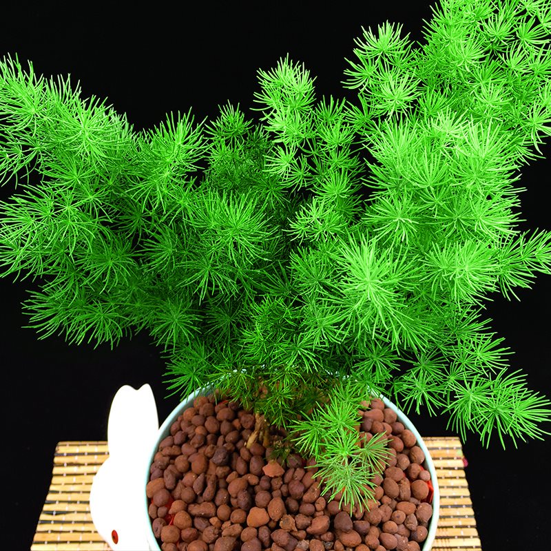 100种绿植大全,50种盆栽绿植花卉大全