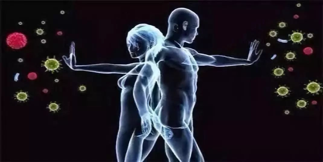 瑞士乳双歧杆菌的作用,罗伊氏乳杆菌和瑞士乳杆菌