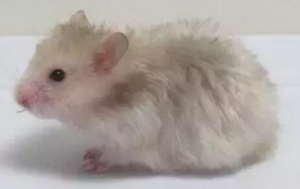 仓鼠种类短毛,仓鼠科普常见仓鼠种类