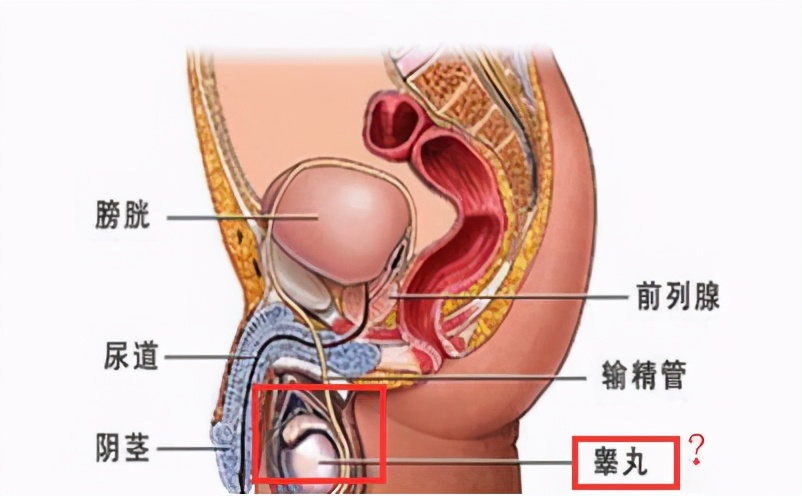 男性睾酮丸大小,男性睾酮丸大小差异很大正常么
