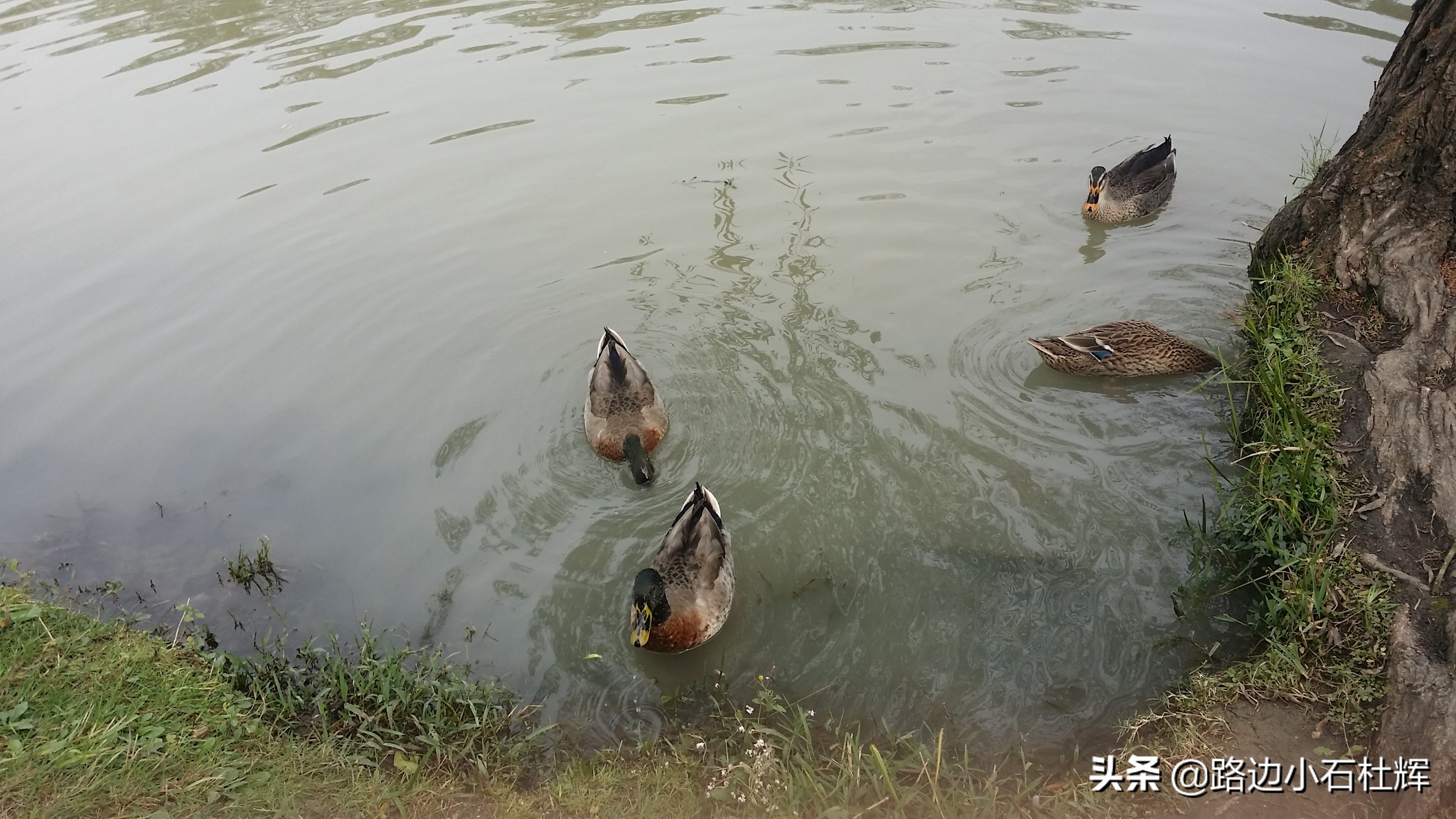 扬州瘦西湖之行,扬州瘦西湖游一圈