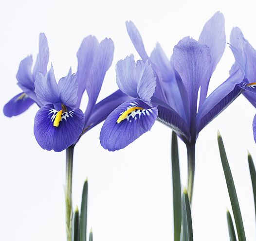 50种鲜切花花语,每个花艺师都要知道