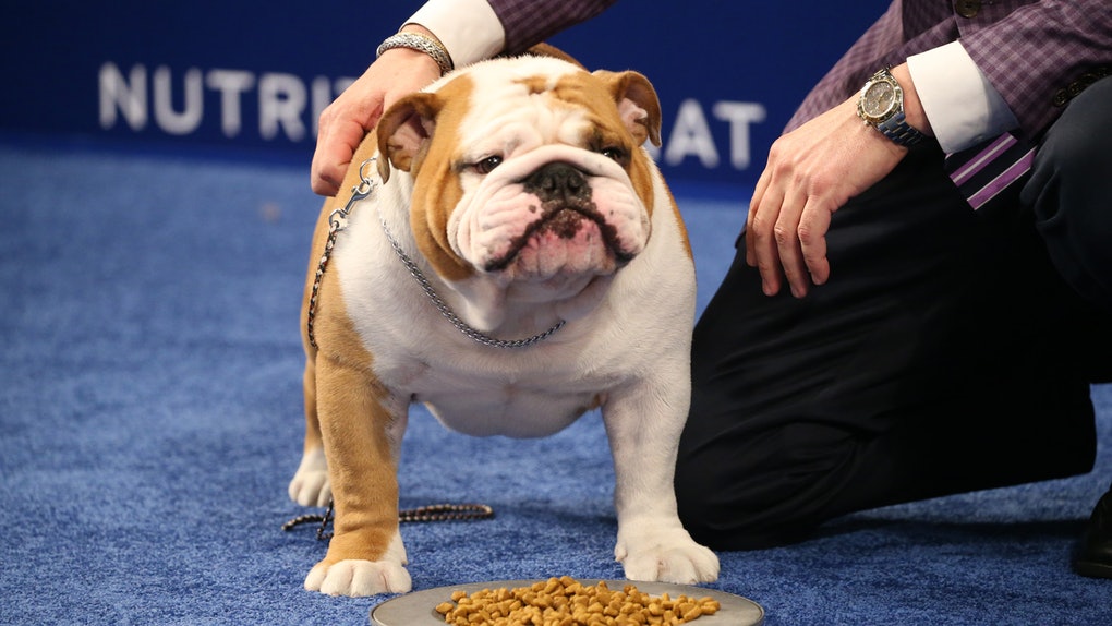 英国斗牛犬的优点和缺点有哪些呢,英国斗牛犬优点与缺点