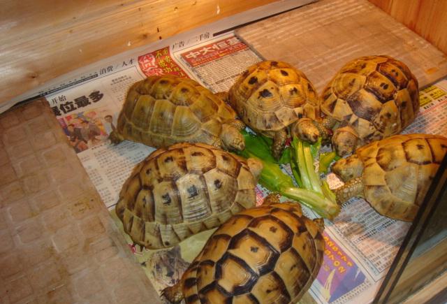 养殖龟分析,养殖陆龟犯不犯法