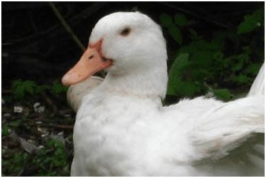 养鸭常见问题,养鸭怎样养才不会得肺炎