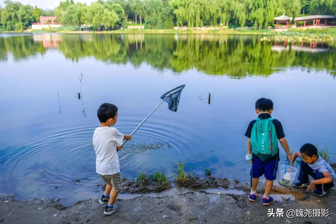 北京北坞公园里的京西稻又熟了，曾经只有皇上才能吃上这儿的大米