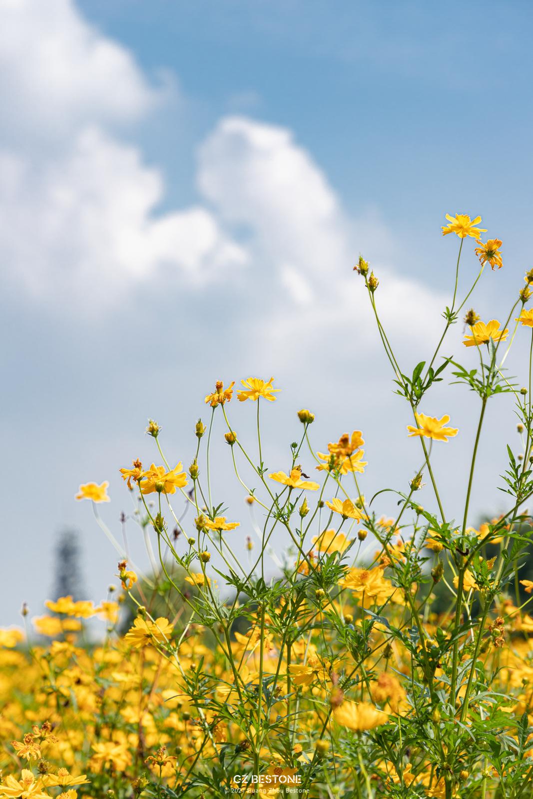 广州公园大片花海,广州哪个地铁站附近有花海