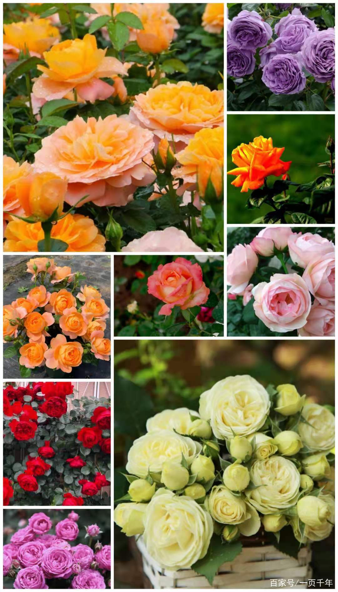 你知道世界上什么花最好养吗,你知道什么是世界上最好的花吗