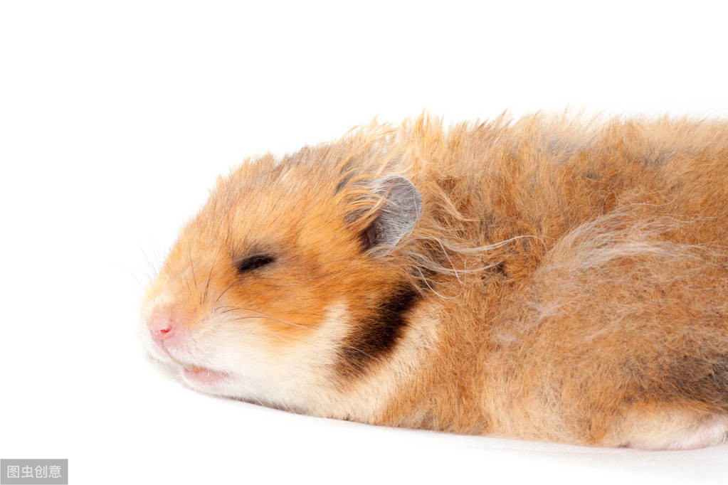 口袋宠物图鉴,口袋宠物中文版