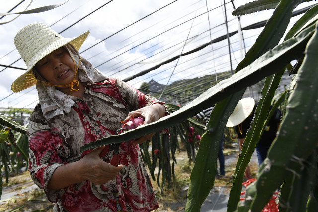 土地种植入股经营合作方案,土地流转种植致富项目