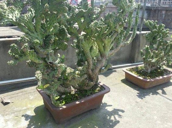 玉麒麟可以除甲醛吗,玉麒麟除甲醛吗