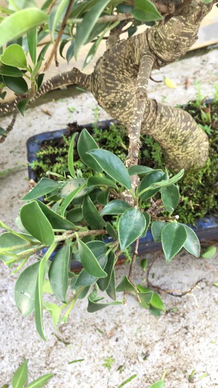 苹果盆景修剪技巧图解,新手也能学会的修剪盆景技巧