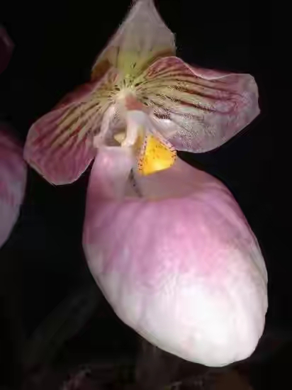 春暖花开的季节感谢大自然的馈赠,好香的蜂蜜感谢大自然的馈赠