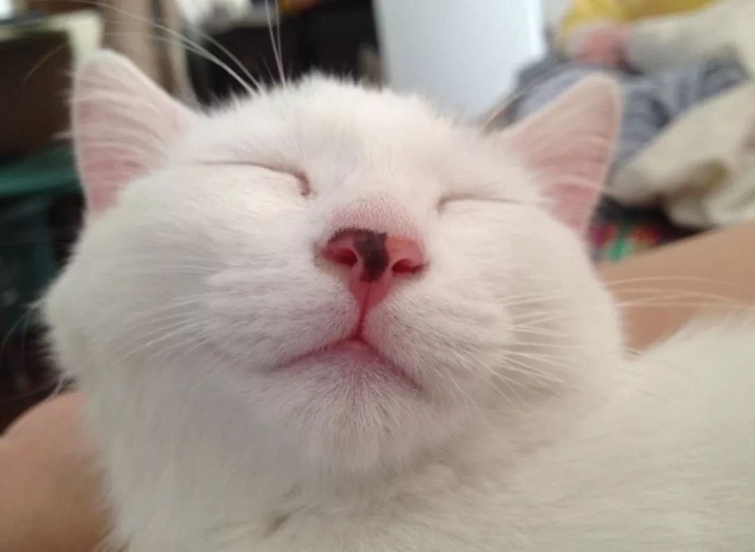 猫长期打喷嚏流鼻涕是什么病,猫咪打喷嚏流眼泪是猫鼻支吗