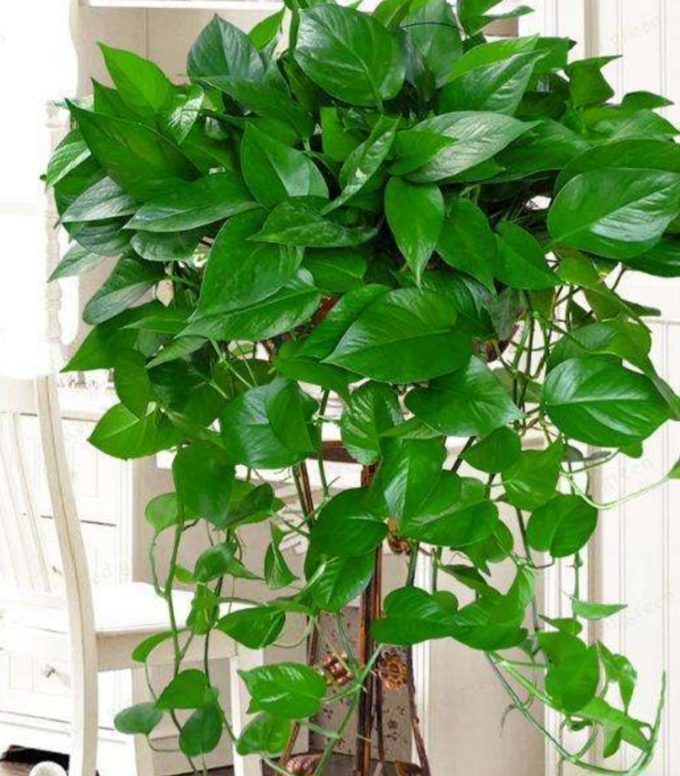 绿萝是很好养活的植物,绿萝的正确浇水方法你做对了吗