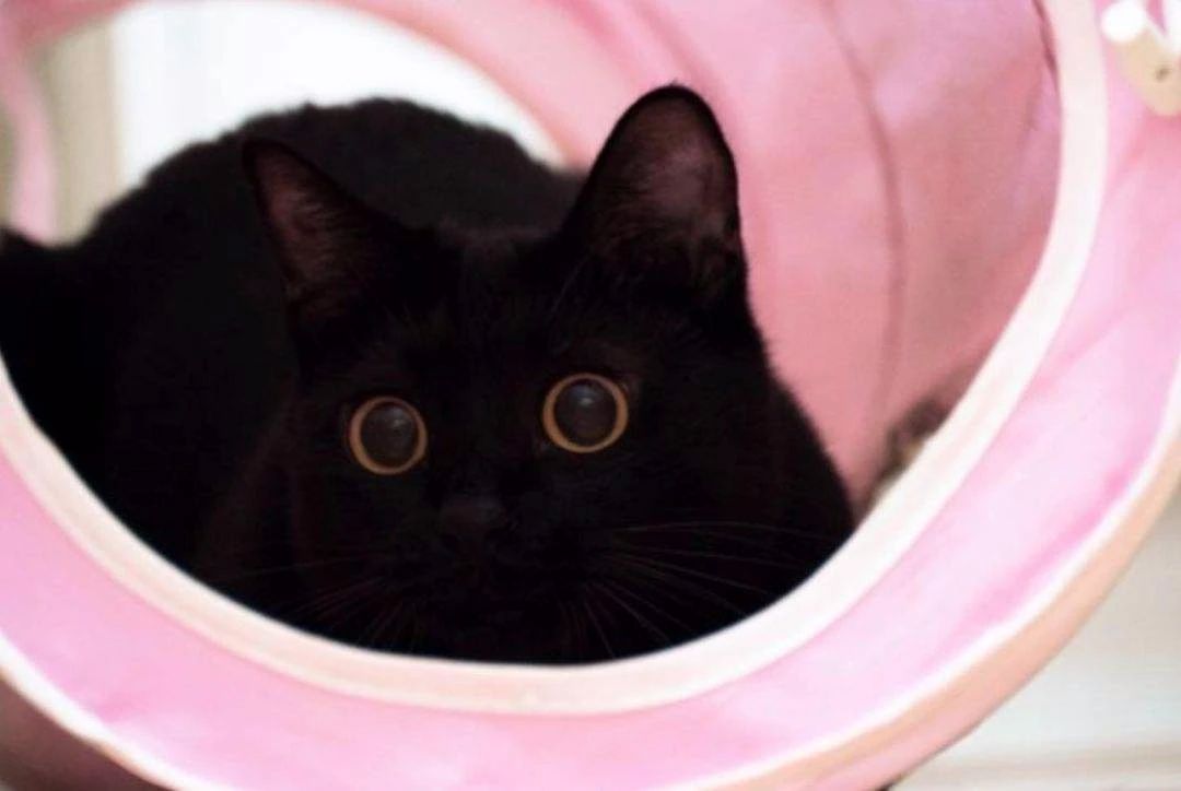 天气热如何预防猫中暑,怎么判断猫中暑很严重