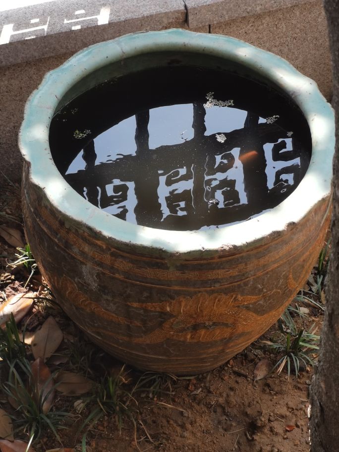 紫清山房琐记(135)栽种睡莲