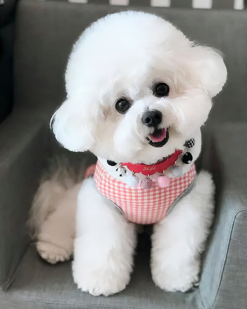 长不大的小白狗是什么狗,世界上小的狗都有哪一种