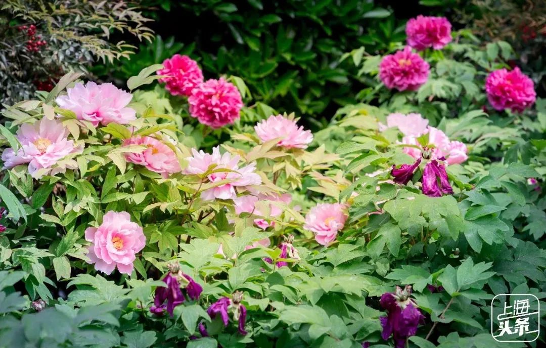 上海宋城免费景点,上海一日游攻略必去景点免费