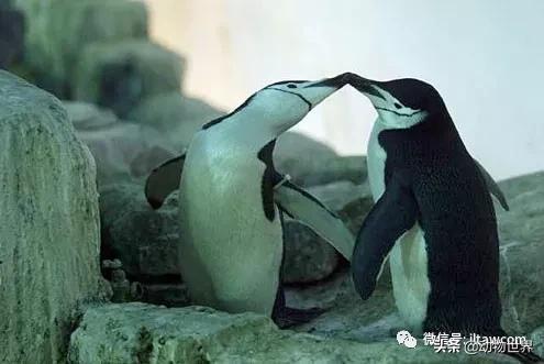 世界各国国宝级动物,世界各地的名贵动物