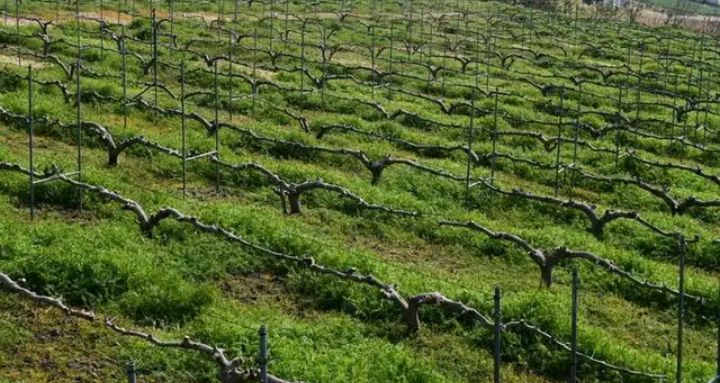 无花果的高产种植技术及管理要点,无花果怎样栽培才能获得高产