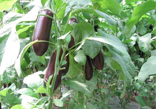 茄子种植的方法与技术,茄子种植小方法