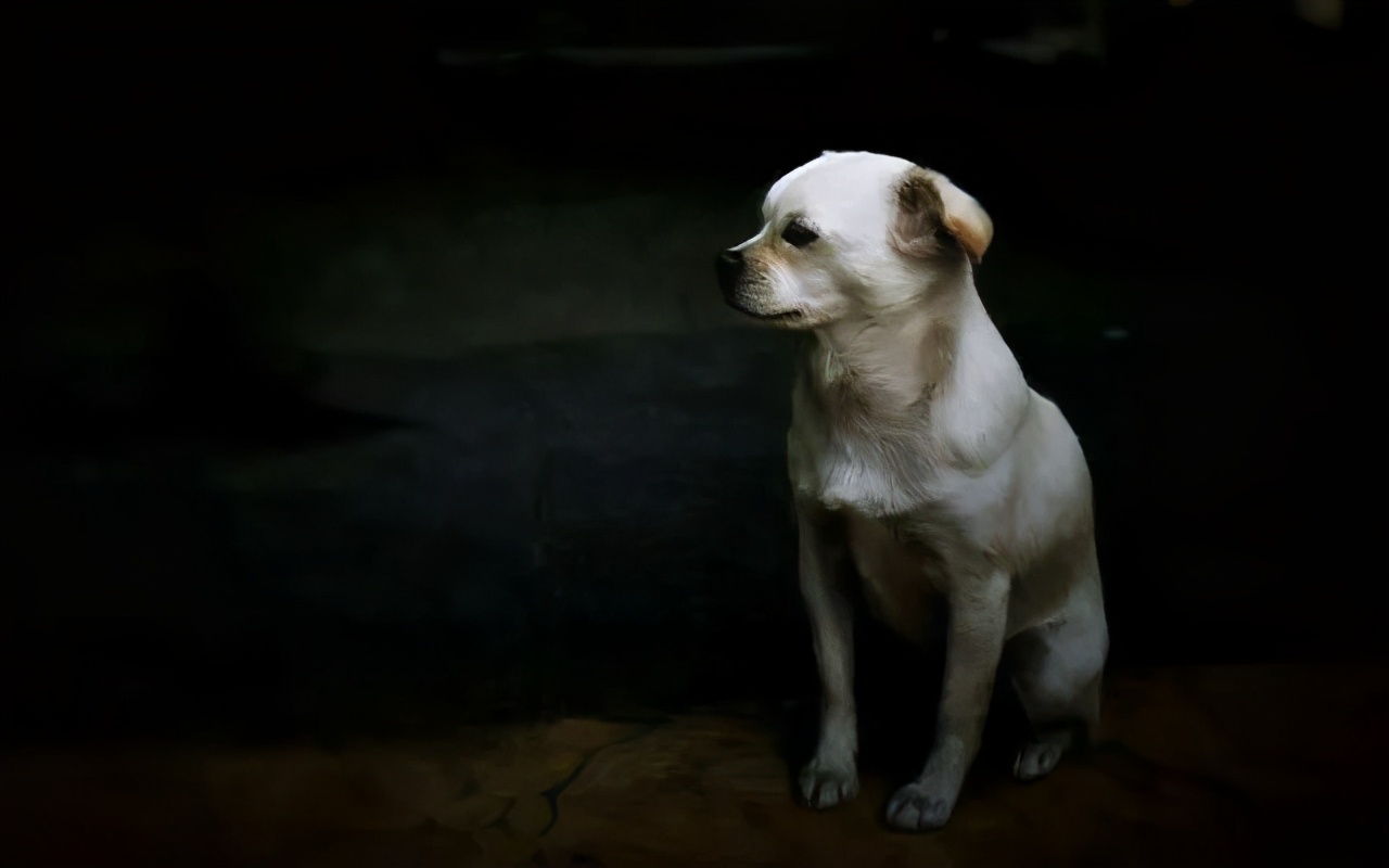 狗狗做错事假装把它丢出门外,狗子不听话可以送出去吓唬它吗