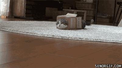 可爱小橘猫长大,小橘猫1个月很丑