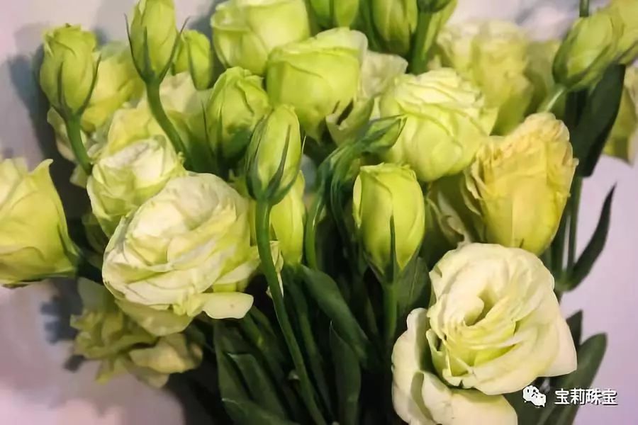 淡紫色洋桔梗怎么养,绿植洋桔梗的养护