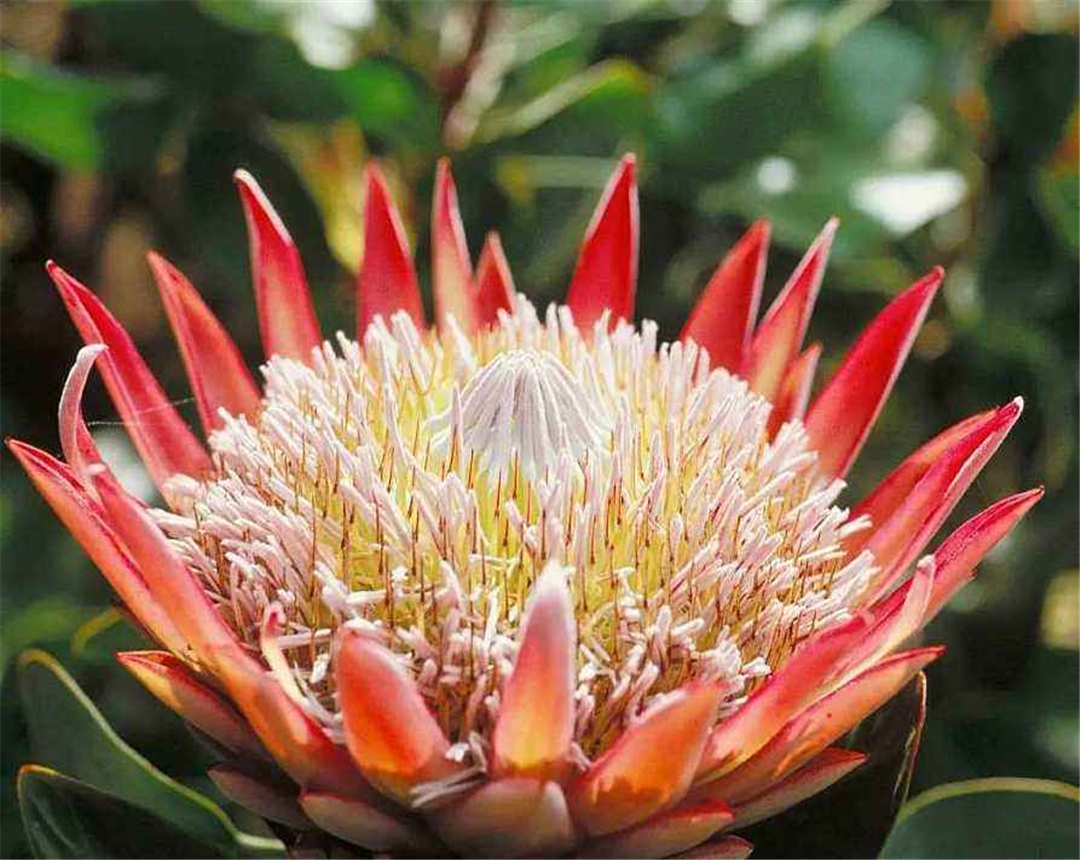 帝王花养殖方法及花语介绍,帝王花的种植方法和注意事项