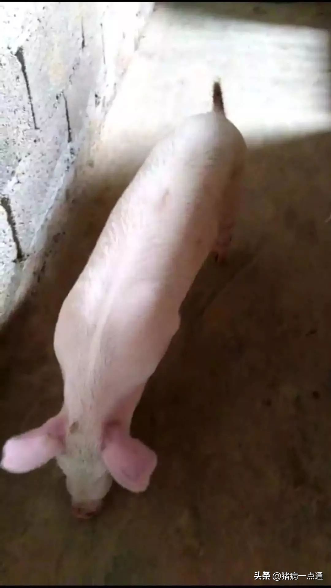 猪血痢的最佳治疗方案,大猪血痢怎么办