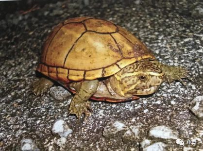 新蛋龟,蛋龟之王蛋龟