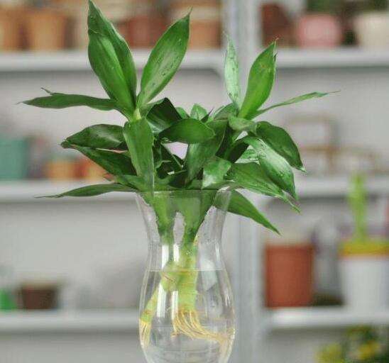 水培植物长青苔怎么办,怎么快速去青苔和黄苔小窍门