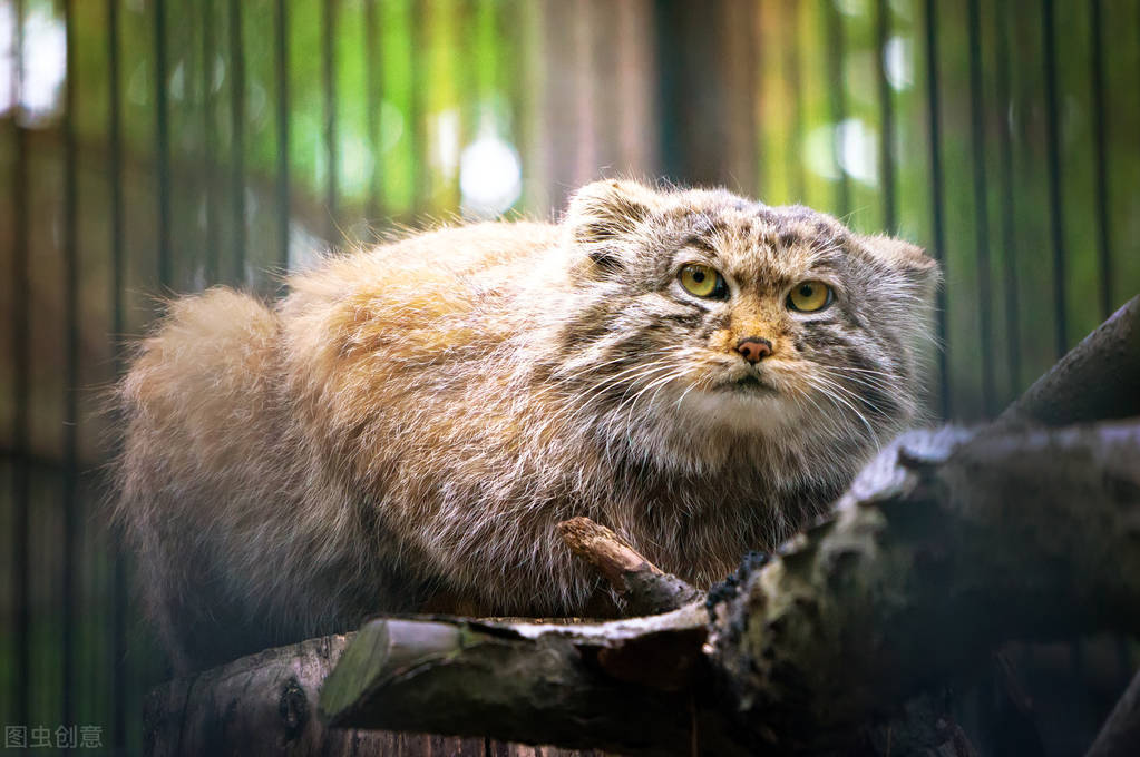 最凶残的猫排名第一,猫凶残吗