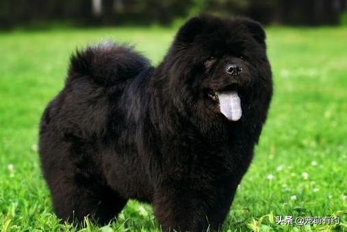 新手喂养松狮犬需要注意哪些问题,松狮犬好养吗如何饲养松狮犬