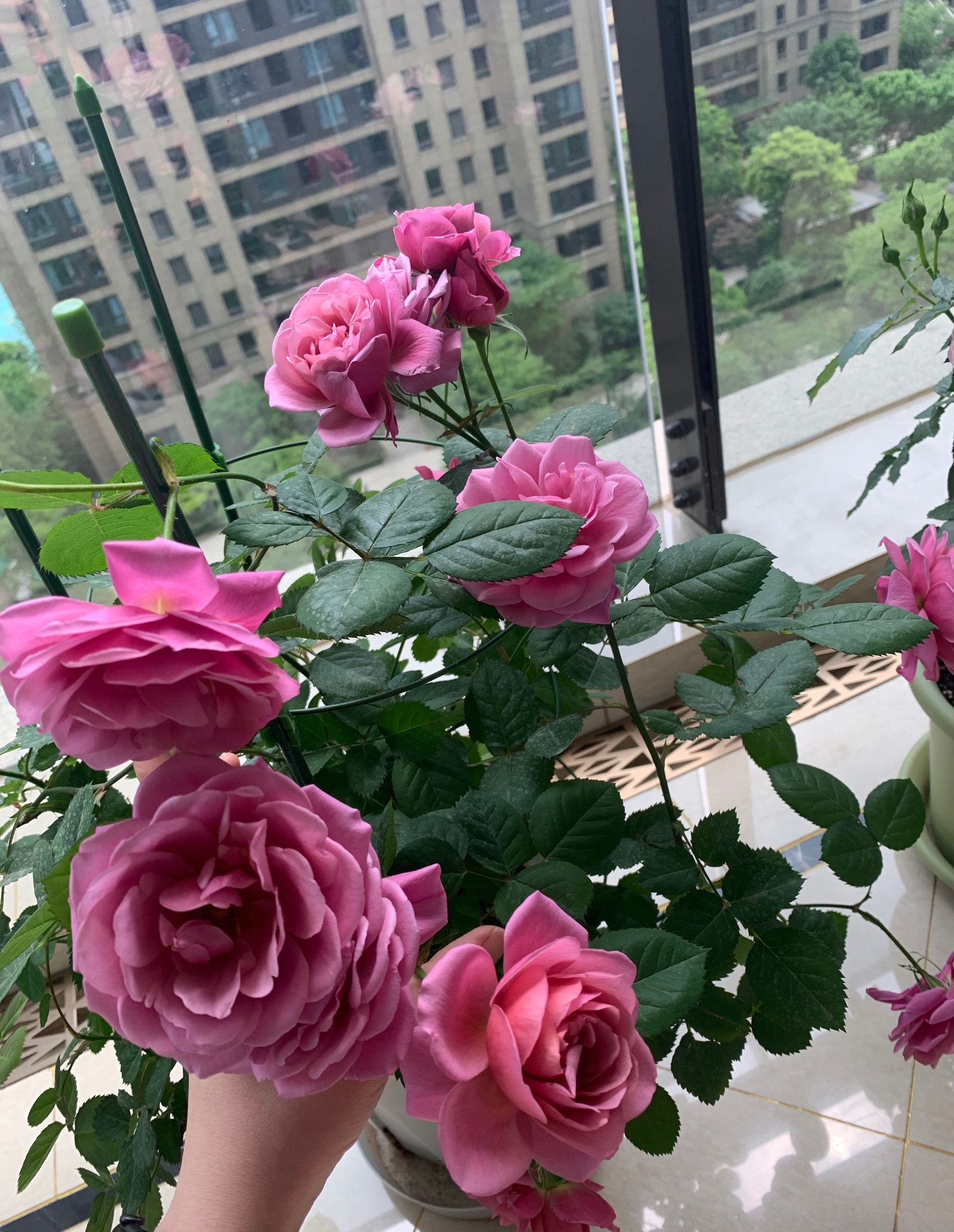 新手养什么花好看又好养,新手养什么盆栽最好