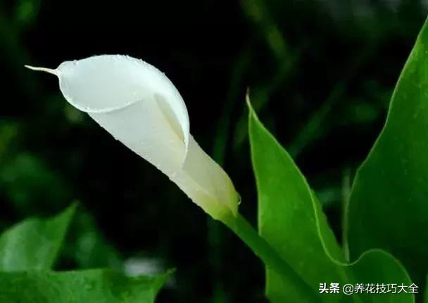 马蹄莲叶子发黄是什么原因,马蹄莲叶子发黄咋办