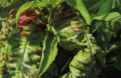 桃主要病虫害识别及解决方案（三）