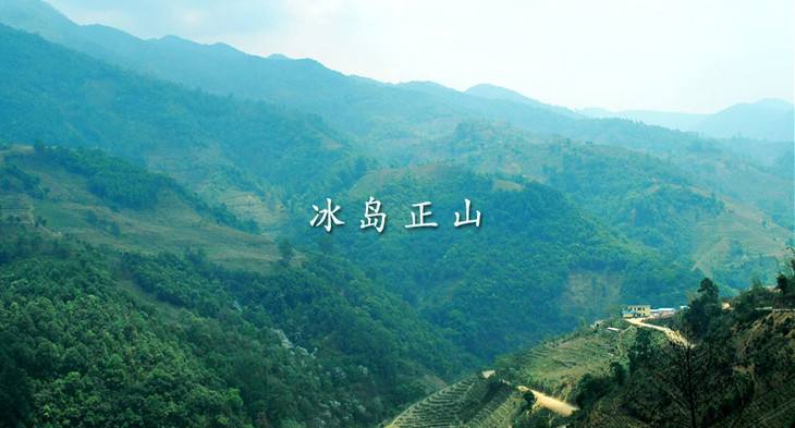 金班章与老班章的口感,怎么辨认真正的老班章什么味道