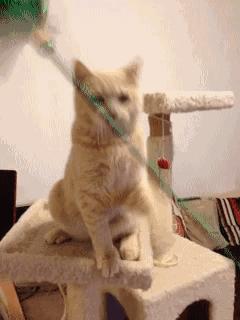 家里的猫咪有病了怎么办,猫咪佝偻病