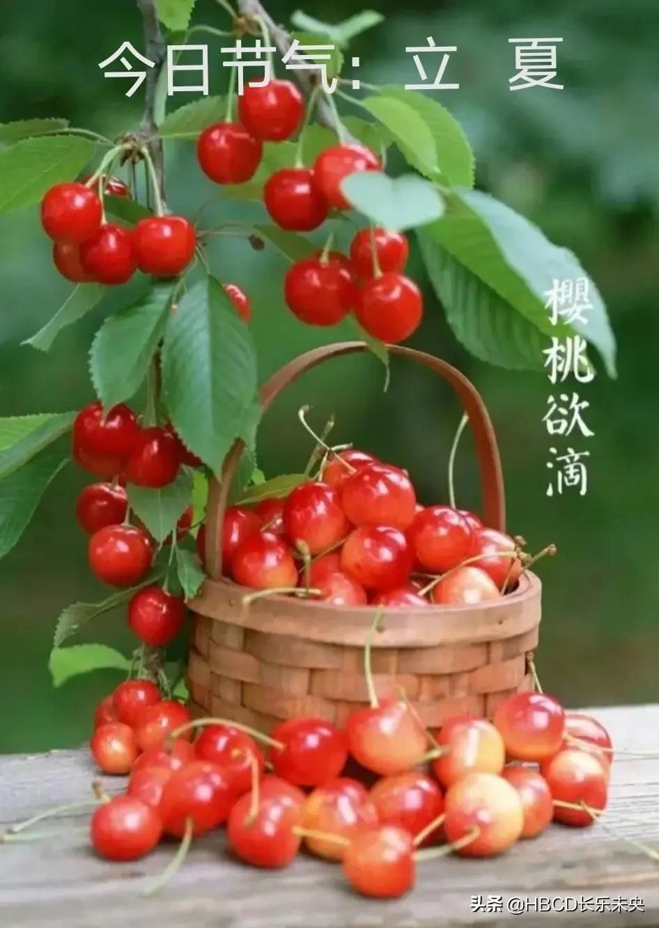 散文夏天雨后的早晨,散文夏天的雨图片