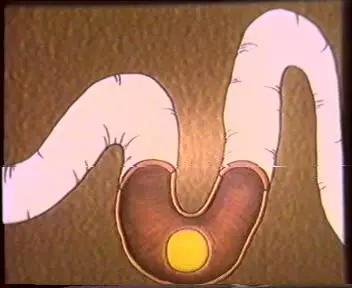 鸡蛋的结构科普小知识,鸡蛋孵化的知识科普