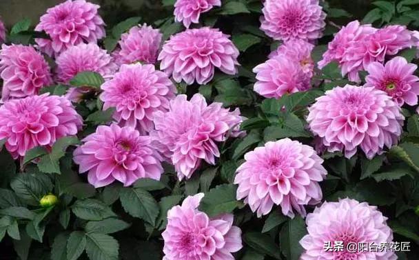 精心种植的一盆菊花非常漂亮,菊花盆栽什么样好看又好养