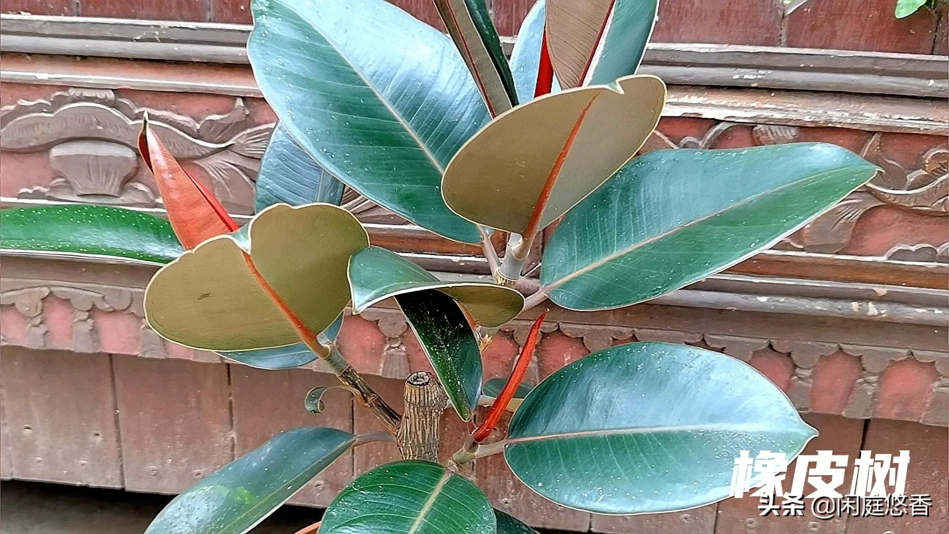 100种常种花卉养护秘籍,20种花卉浇水保养法