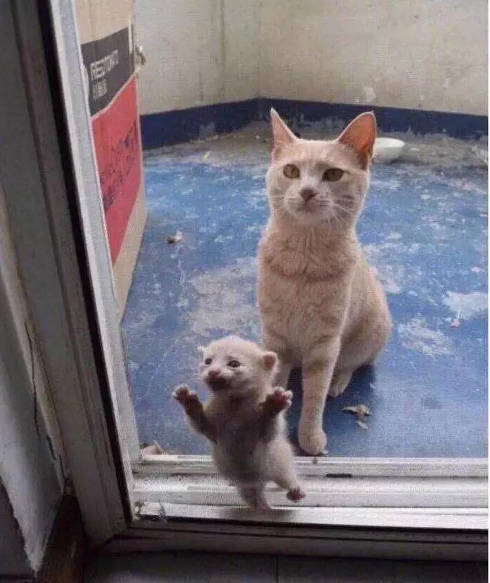 猫圈一定是魔咒吗,猫圈玄学黑猫