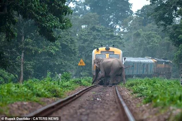 印度烧死大象,印度保护大象